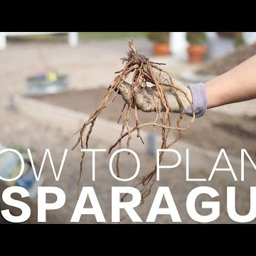 How to Plant Asparagus