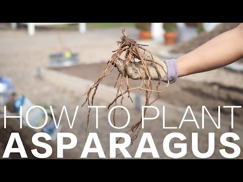 How to Plant Asparagus