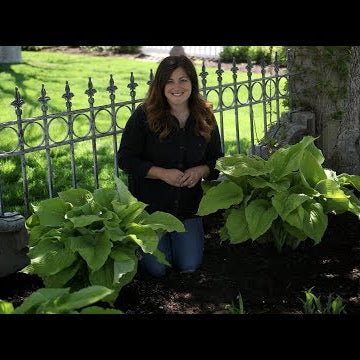 Planting Coast to Coast Hostas!