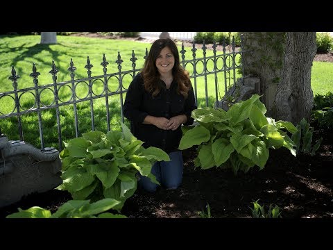 Planting Coast to Coast Hostas!