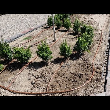 Boxwood Hedge Part 2: Running Drip Irrigation!