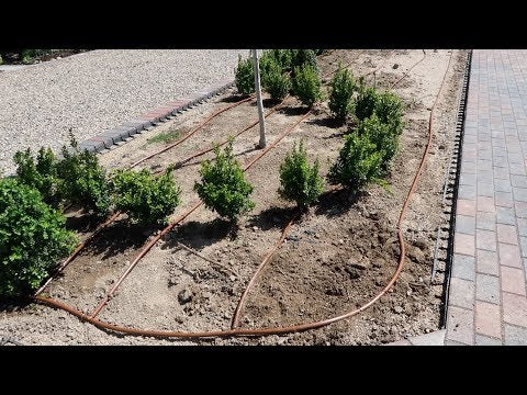 Boxwood Hedge Part 2: Running Drip Irrigation!
