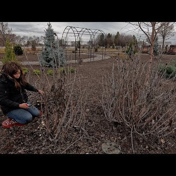 Windy Garden Cleanup + Starting Strawflowers, Gomphrena & Craspedia Seeds!