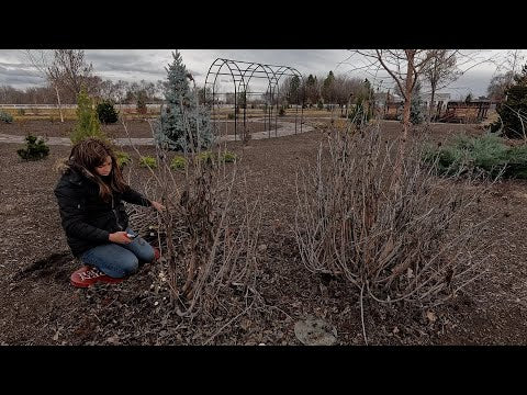 Windy Garden Cleanup + Starting Strawflowers, Gomphrena & Craspedia Seeds!