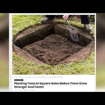 Planting Trees in Square Holes Makes Them Grow Stronger???