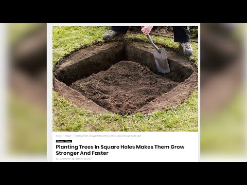 Planting Trees in Square Holes Makes Them Grow Stronger???