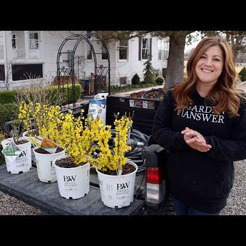 Let the Planting Begin!!! Forsythias & Lilacs!