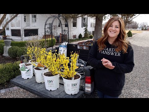 Let the Planting Begin!!! Forsythias & Lilacs!