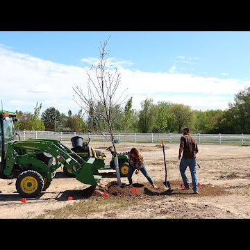 FINALLY Planting 21 Huge Trees on the New Property!