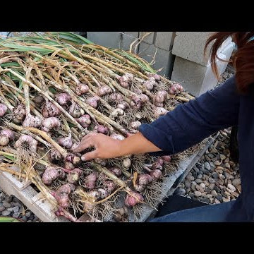 Harvesting Garlic & Planting Sweet Potatoes!