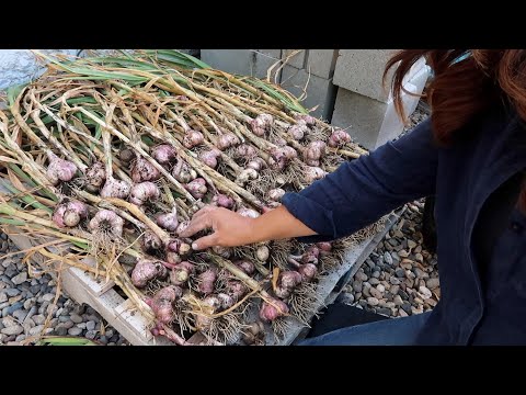 Harvesting Garlic & Planting Sweet Potatoes!