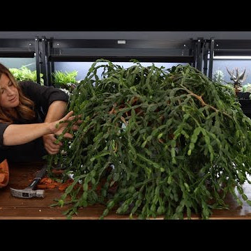Repotting a 200 Year Old Christmas Cactus!