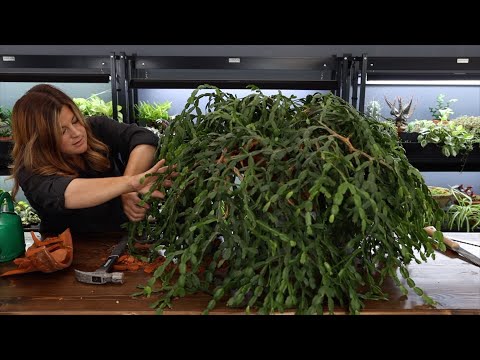 Repotting a 200 Year Old Christmas Cactus!