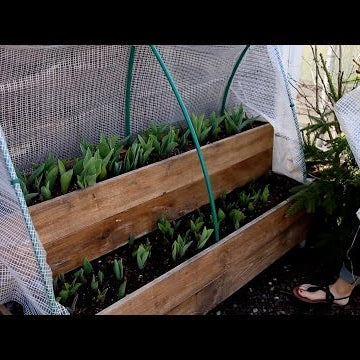 Update On My Tulips
