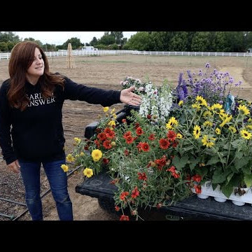 Adding a Little Instant Color to the Cut Flower Garden!