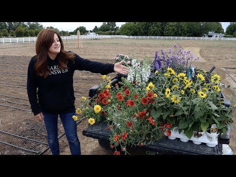 Adding a Little Instant Color to the Cut Flower Garden!