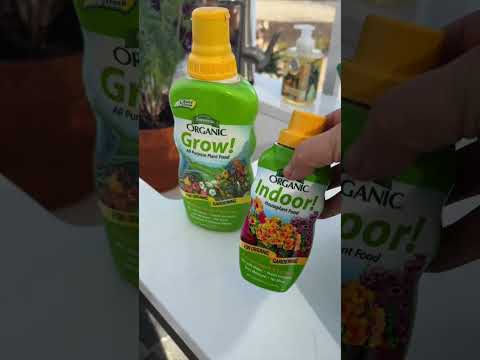 Fertilizing geranium seedlings!