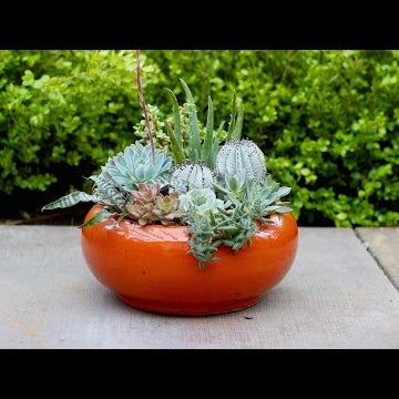 Succulent Planter Inspiration 'Bright and Bold'