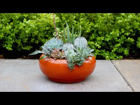 Succulent Planter Inspiration 'Bright and Bold'