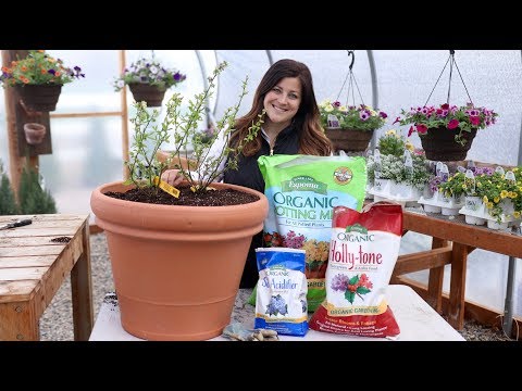 Mixing up Acidic Soil to Plant Blueberries!