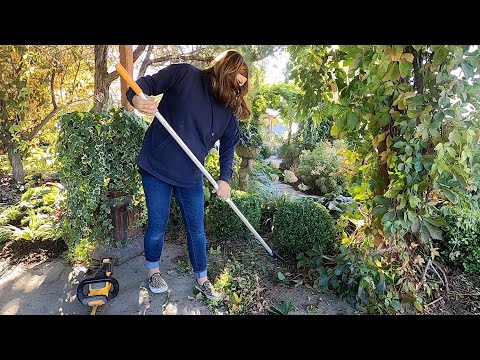 Barn & Root Cellar Update + Boxwood Trimming!