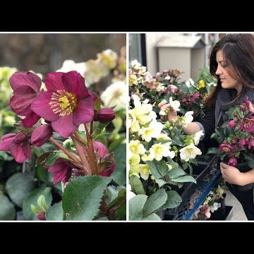 Planting Hellebores
