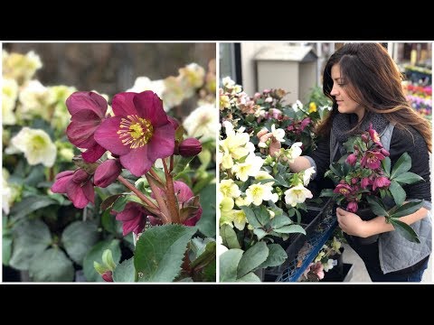 Planting Hellebores