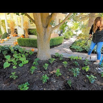Planting Simple Fall Containers & Ton of Hellebores!