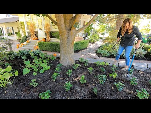 Planting Simple Fall Containers & Ton of Hellebores!