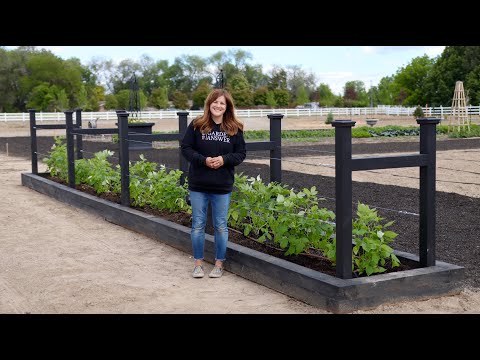 Planting Raspberries in Our New Raised Beds!