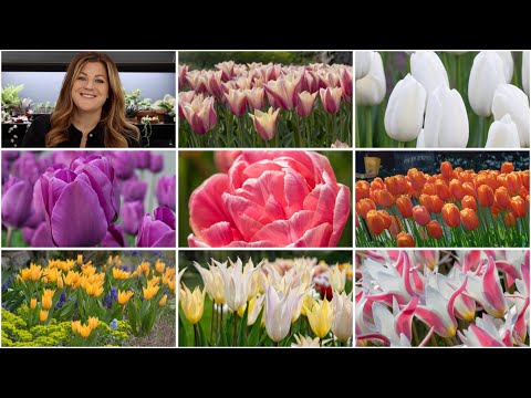 My 2022 Fall Bulb Order