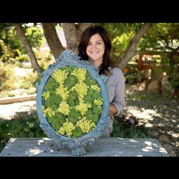 Framed Succulent Checkerboard Arrangement