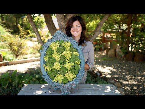Framed Succulent Checkerboard Arrangement