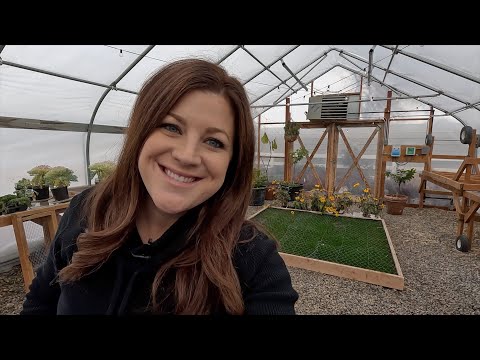 Planting & Growing Lettuce in Winter!