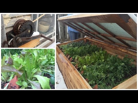 My Mom's AWESOME Cold Frame!
