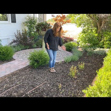 Mistakes were Made! Starting Over with a Hedge of Hydrangeas!