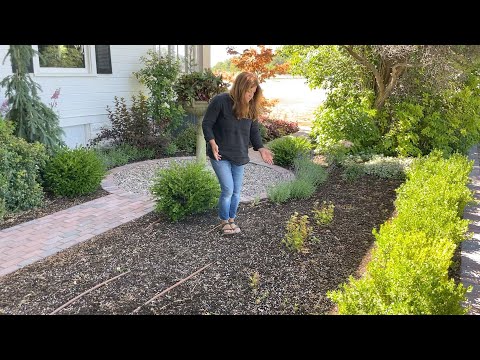Mistakes were Made! Starting Over with a Hedge of Hydrangeas!