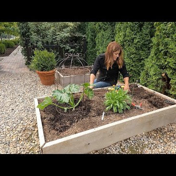 Rooting Tomato Suckers & Planting Tomato Seeds + More Fall Crops!