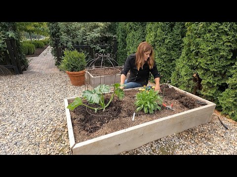 Rooting Tomato Suckers & Planting Tomato Seeds + More Fall Crops!