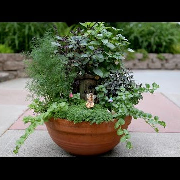 Herb Fairy Garden