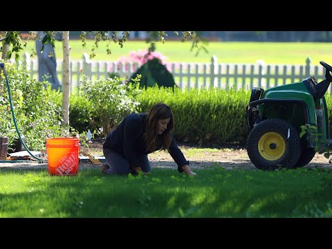 Weeding the New Grass & Planting Dogwoods and Ornamental Grass!