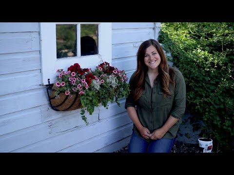 Planting our Potting Shed Window Basket