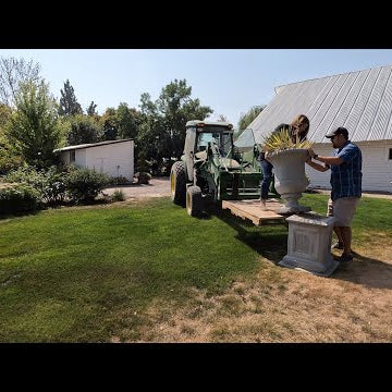 Moving Two Huge Concrete Urns & Planting Roses/Asters!