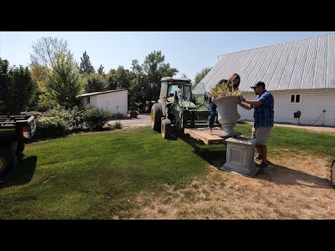 Moving Two Huge Concrete Urns & Planting Roses/Asters!