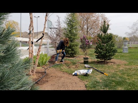 Planting a Pineapple, Crabapple & Lilac + New Obelisks for the Raised Beds!