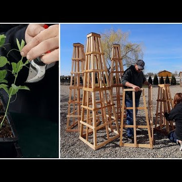 How I Pinch & Fertilize My Sweet Pea Seedlings (+ Assembling Obelisks For Them to Grow On)!
