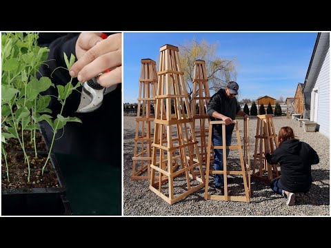 How I Pinch & Fertilize My Sweet Pea Seedlings (+ Assembling Obelisks For Them to Grow On)!