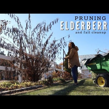 Pruning My Elderberries & A Little Fall Cleanup!