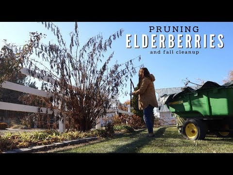 Pruning My Elderberries & A Little Fall Cleanup!