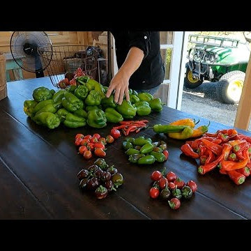 Harvesting a Bunch of Produce!  (Onions, Beans, Peppers, Corn & Berries!)